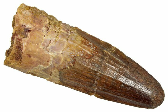 Fossil Spinosaurus Tooth - Real Dinosaur Tooth #353027
